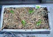 �T���`��