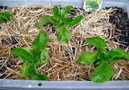 �T���`��