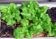 �T���`��