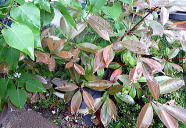 ���b�h���r��